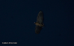 Scolopax rochussenii