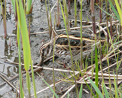 Lymnocryptes minimus