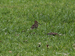 Gallinago hardwickii