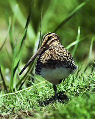 Gallinago nigripennis