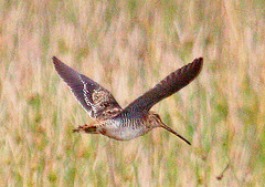 Gallinago macrodactyla