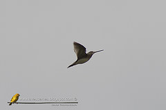 Gallinago paraguaiae