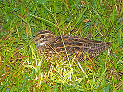 Gallinago undulata