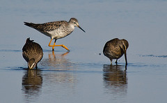 Limnodromus scolopaceus