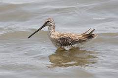 Limnodromus semipalmatus