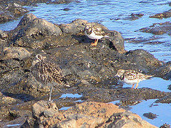 Numenius phaeopus