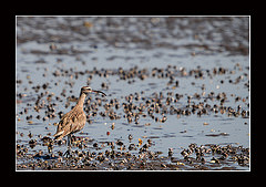 Numenius tahitiensis