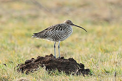 Numenius tenuirostris