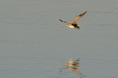 Numenius madagascariensis