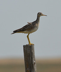 Bartramia longicauda