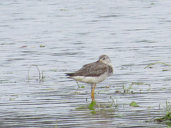 Tringa flavipes