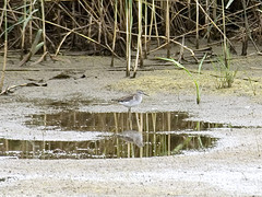Tringa glareola