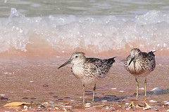 Calidris tenuirostris