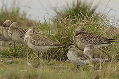 Calidris canutus