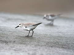 Calidris alba