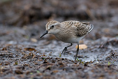 Calidris pusilla