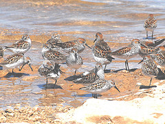 Calidris mauri