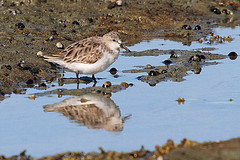 Calidris ruficollis