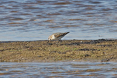 Calidris minuta