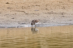 Calidris temminckii