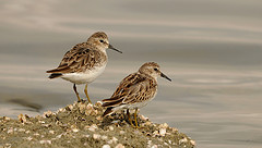 Calidris minutilla