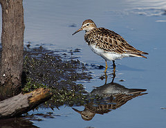 Calidris melanotos