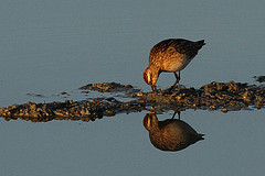 Calidris acuminata