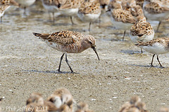 Calidris ferruginea
