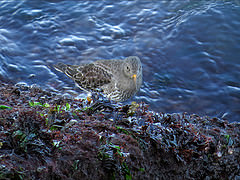 Calidris maritima