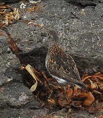 Calidris ptilocnemis
