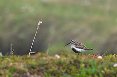 Calidris alpina