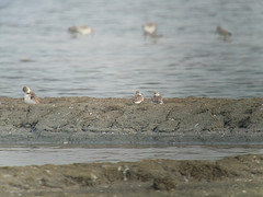 Eurynorhynchus pygmeus