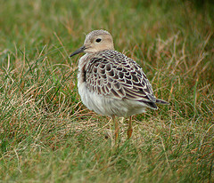 Tryngites subruficollis
