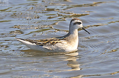Phalaropus lobatus