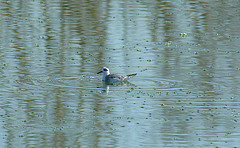 Phalaropus fulicarius