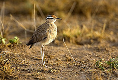 Cursorius somalensis