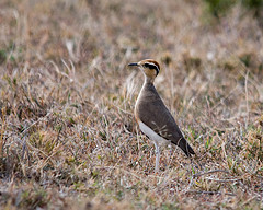 Cursorius temminckii