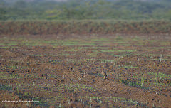 Cursorius coromandelicus