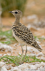 Rhinoptilus africanus