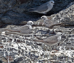 Procelsterna cerulea