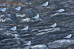 Procelsterna albivitta