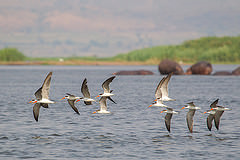 Rynchops flavirostris