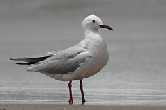 Chroicocephalus genei