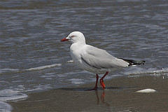 Chroicocephalus novaehollandiae