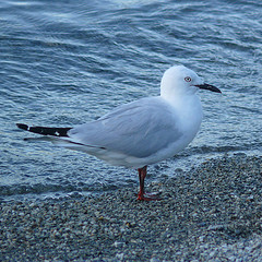 Chroicocephalus bulleri