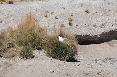 Chroicocephalus serranus