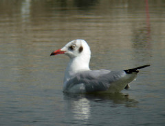 Chroicocephalus brunnicephalus