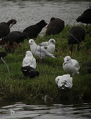 Chroicocephalus maculipennis