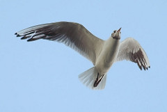 Chroicocephalus ridibundus