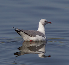 Chroicocephalus cirrocephalus
